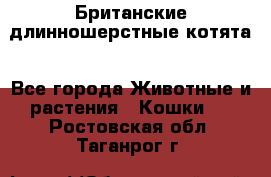 Британские длинношерстные котята - Все города Животные и растения » Кошки   . Ростовская обл.,Таганрог г.